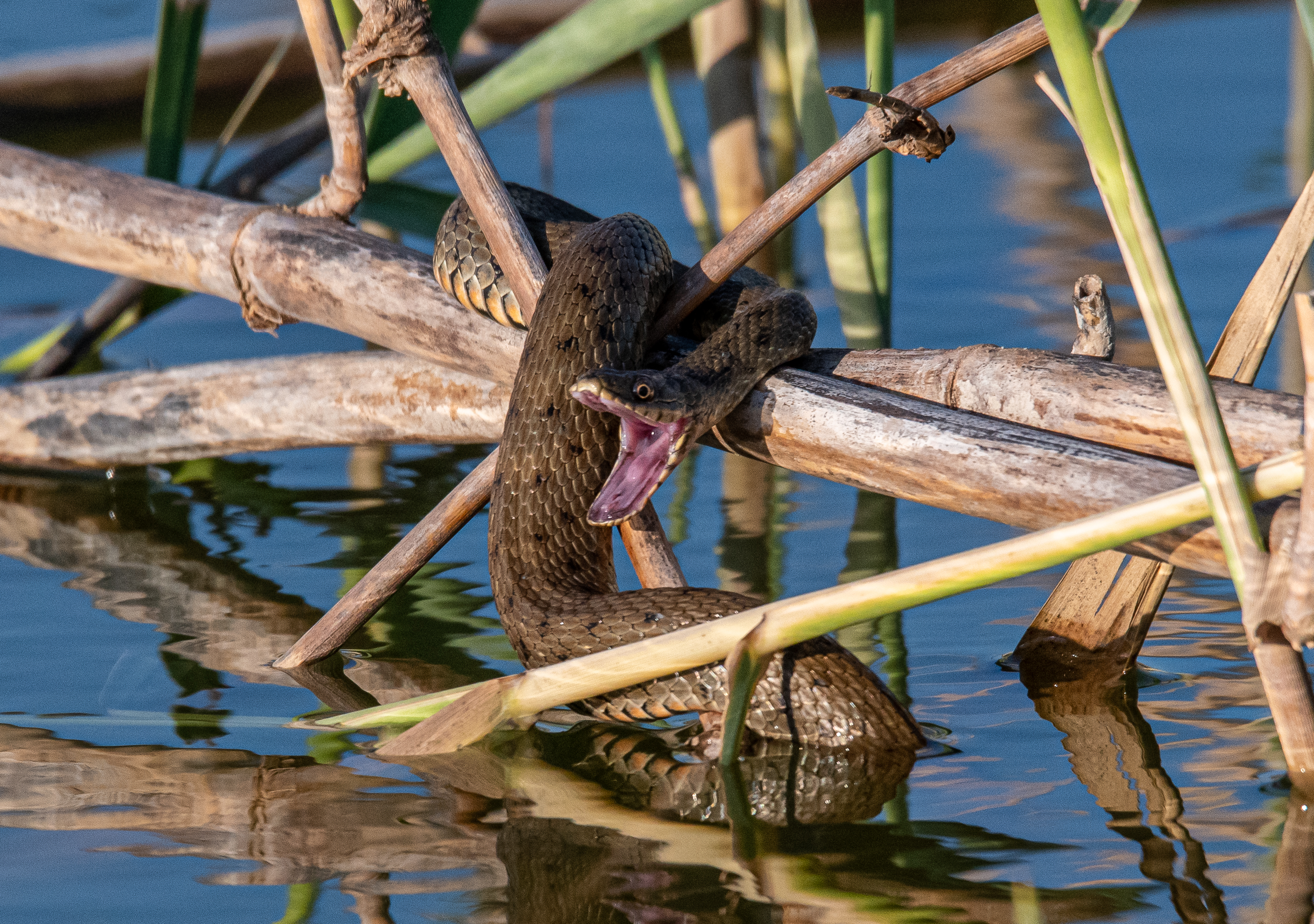 Water snake